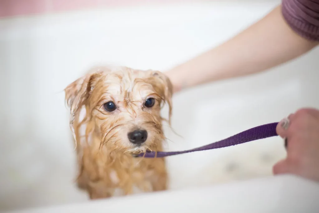 Middleton dog grooming salon with groomers and tools.