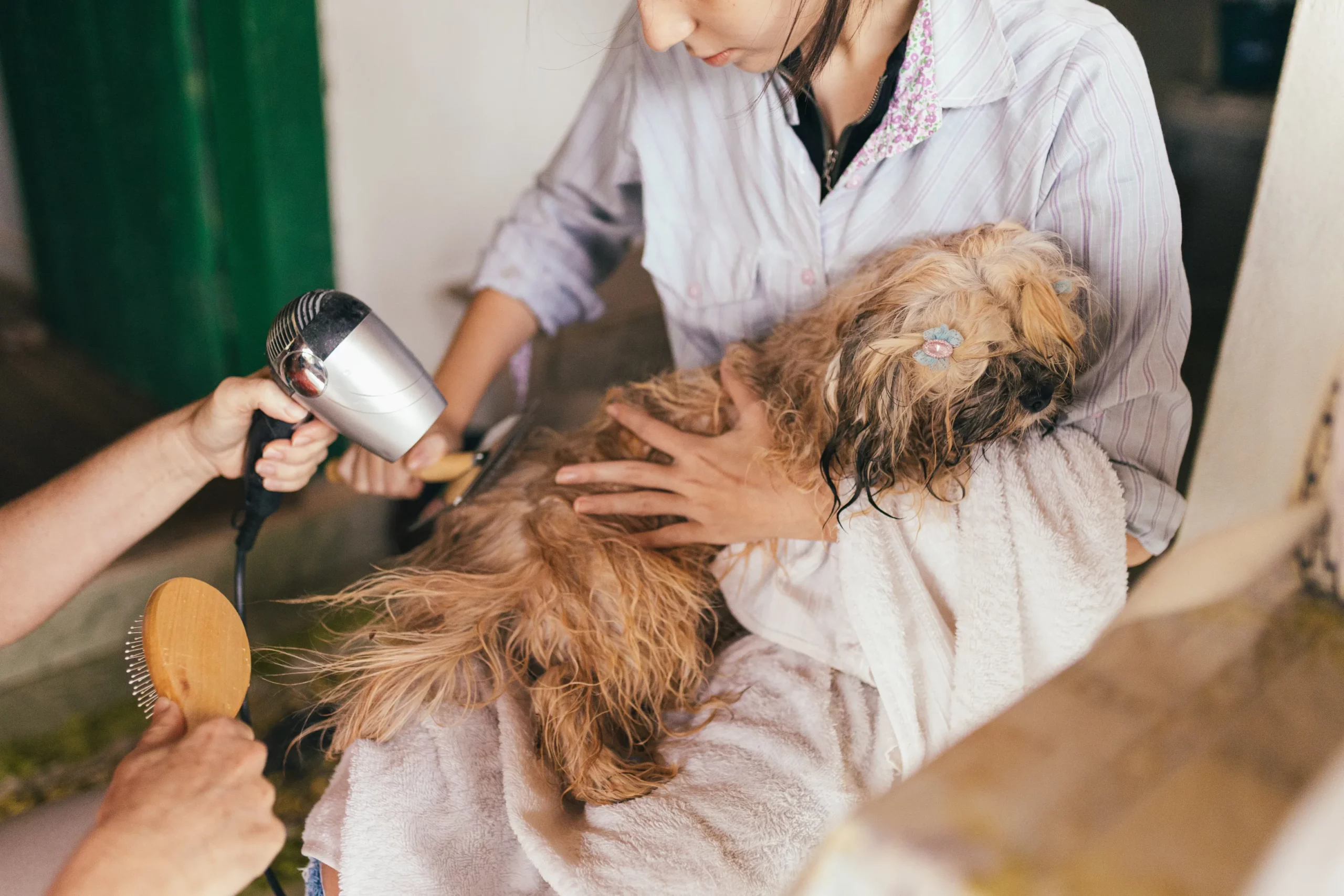 Dog Grooming in Liverpool