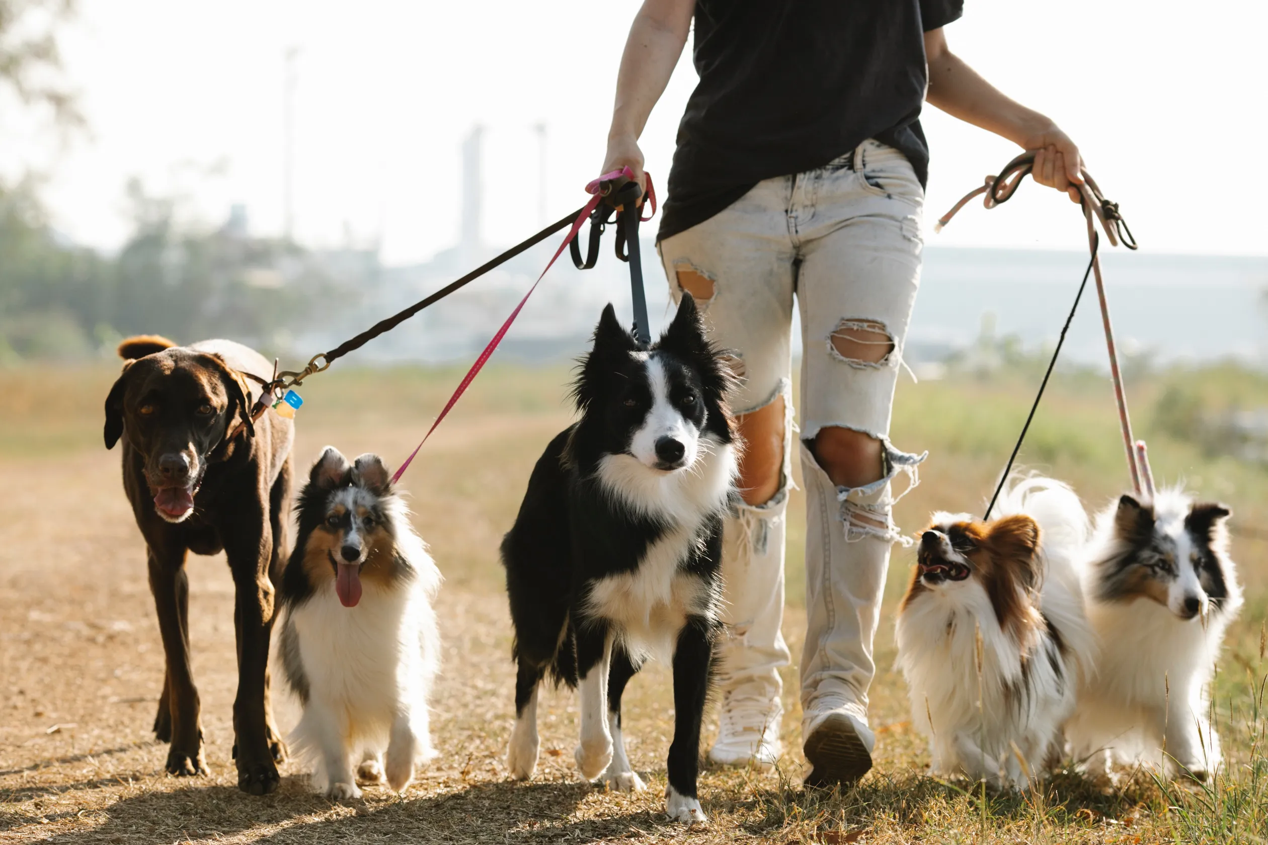 Some Pet Friendly Lodges in Scotland