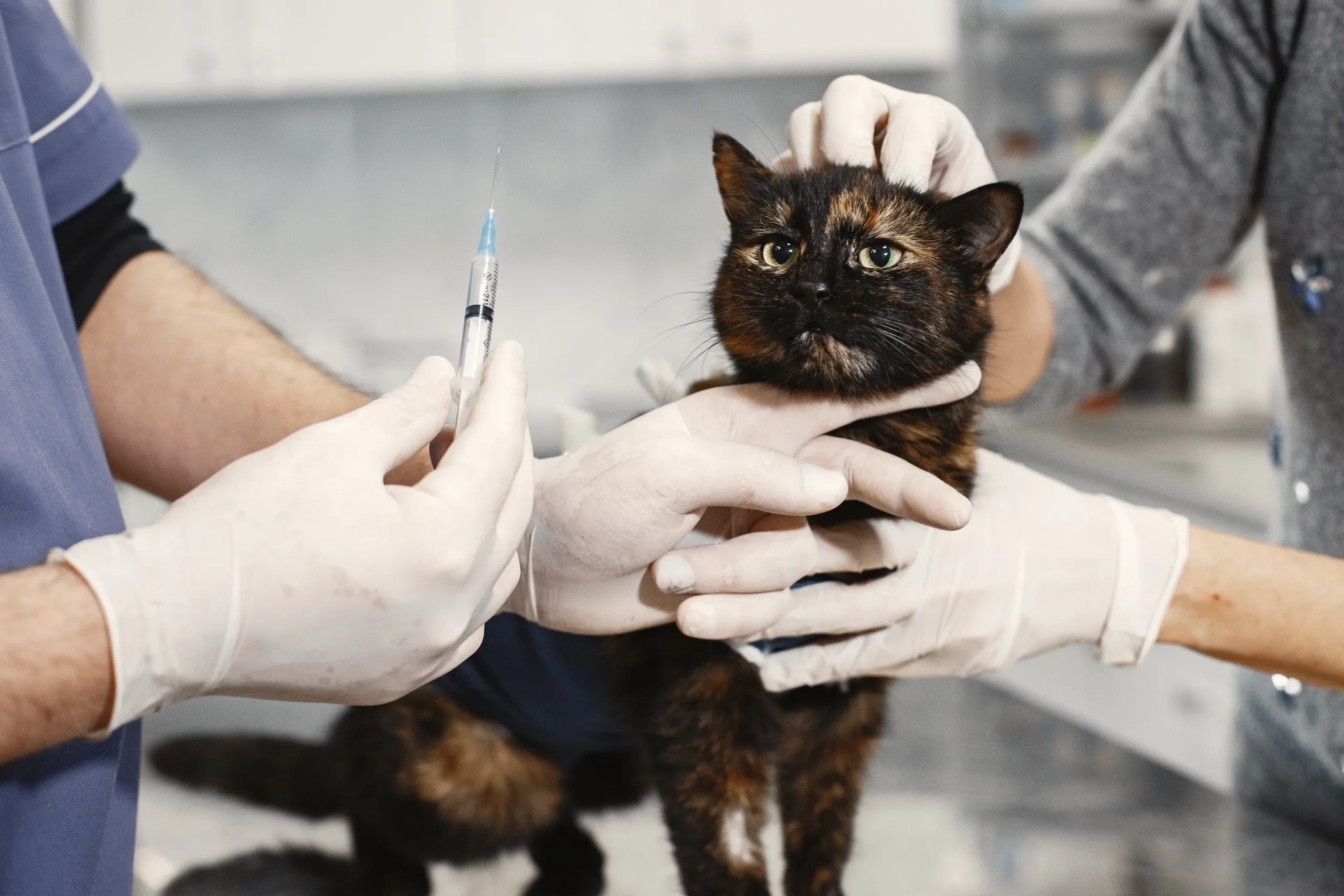 Cat UTI Treatment in UK