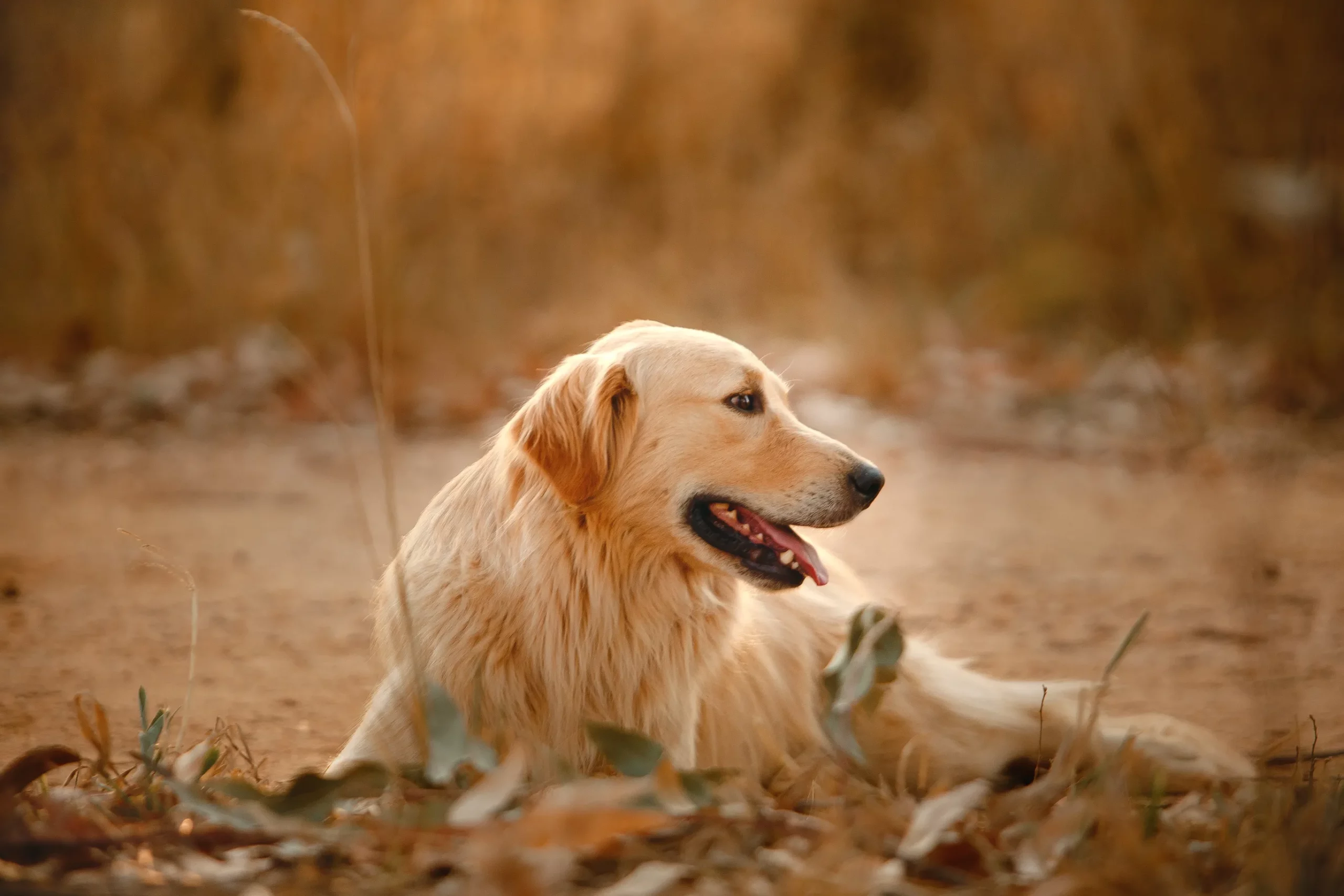 Pet Friendly Cottages in Scotland