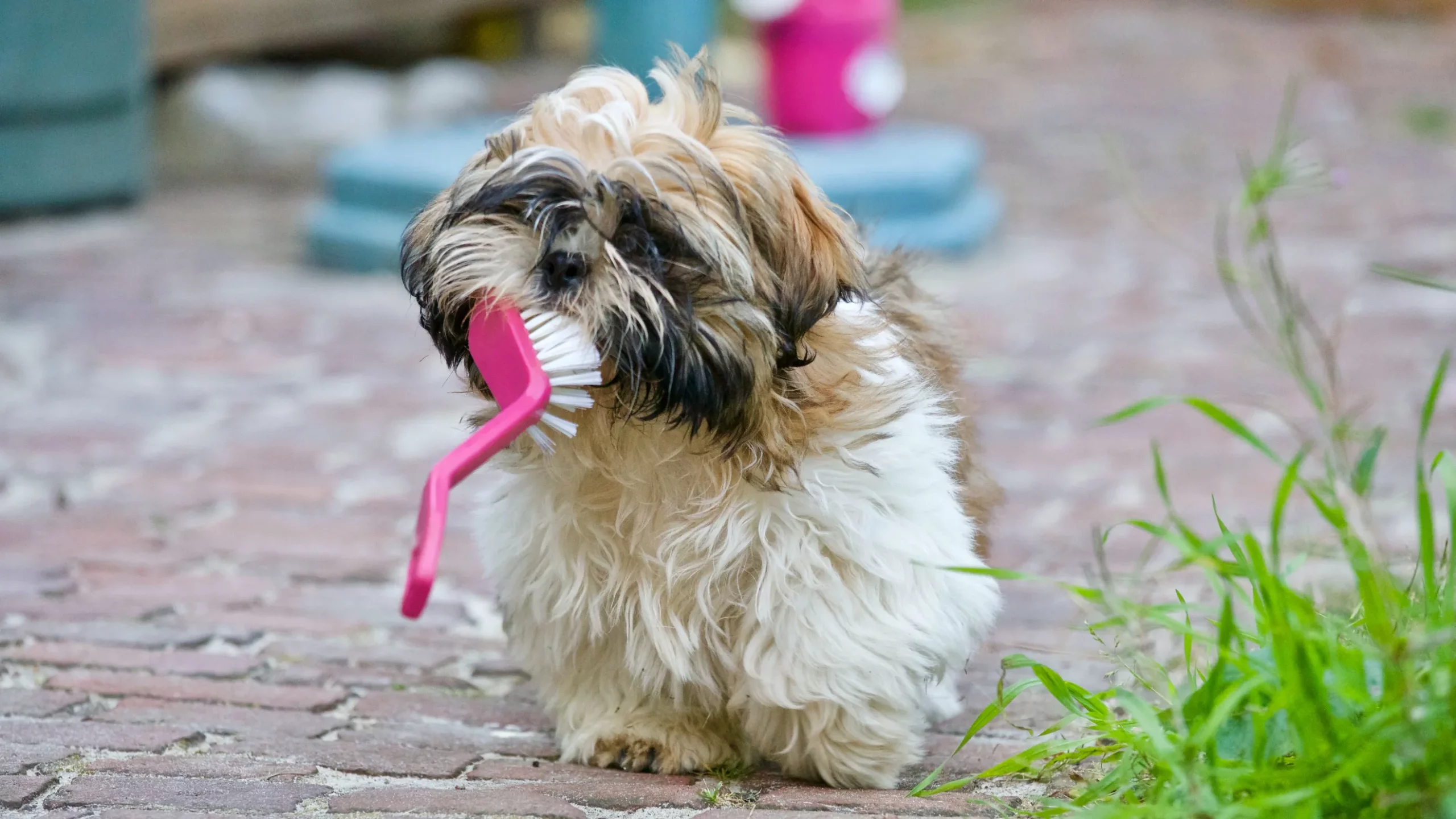 Pet Grooming Brush