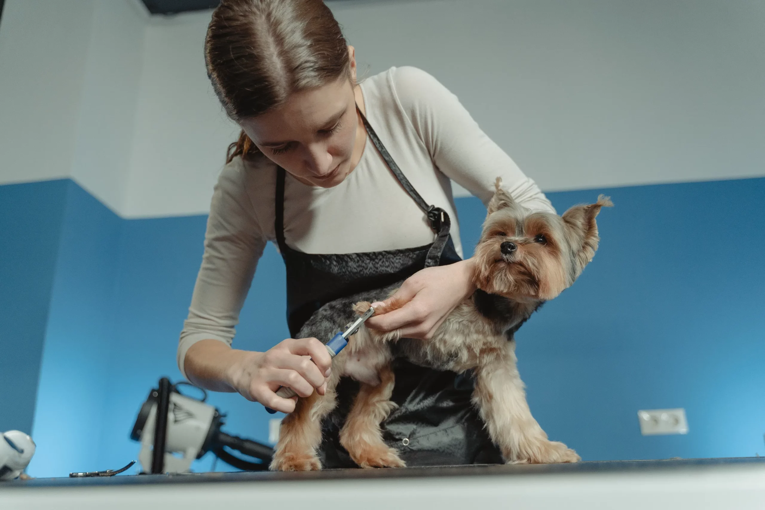 Dyson Pet Grooming Kit