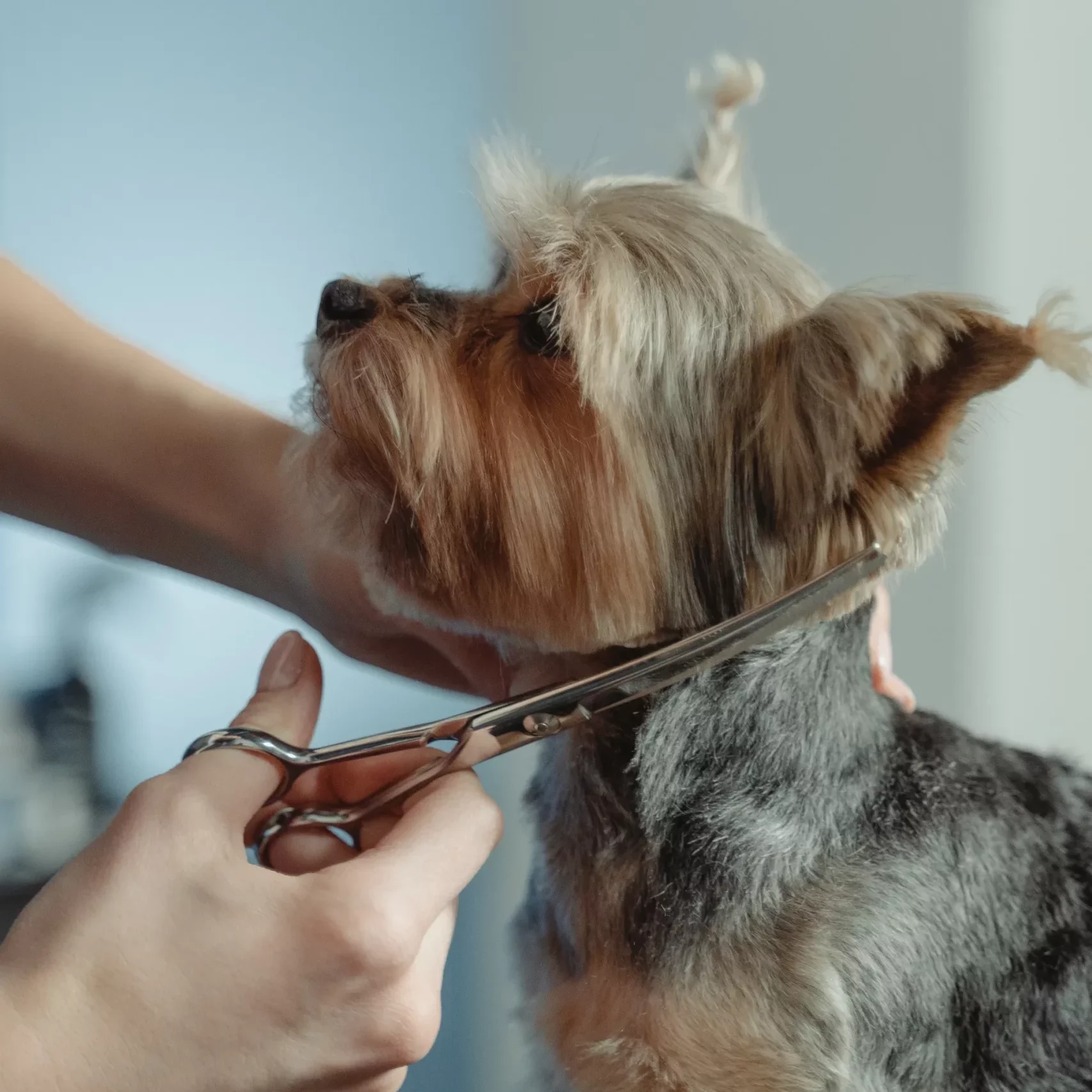 Pet Grooming Scissors