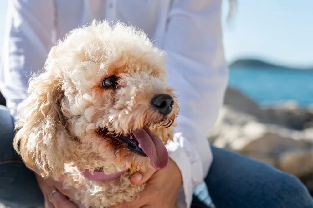 Goldendoodle puppy care and training