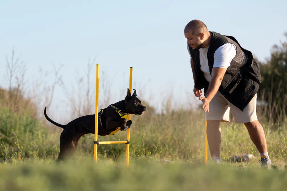 puppy training london