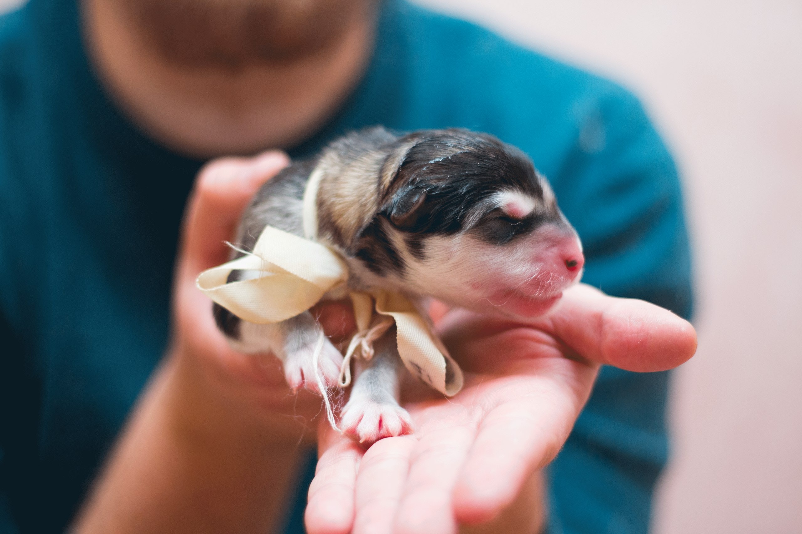 How to Care of Newborn Shih Tzu Puppies