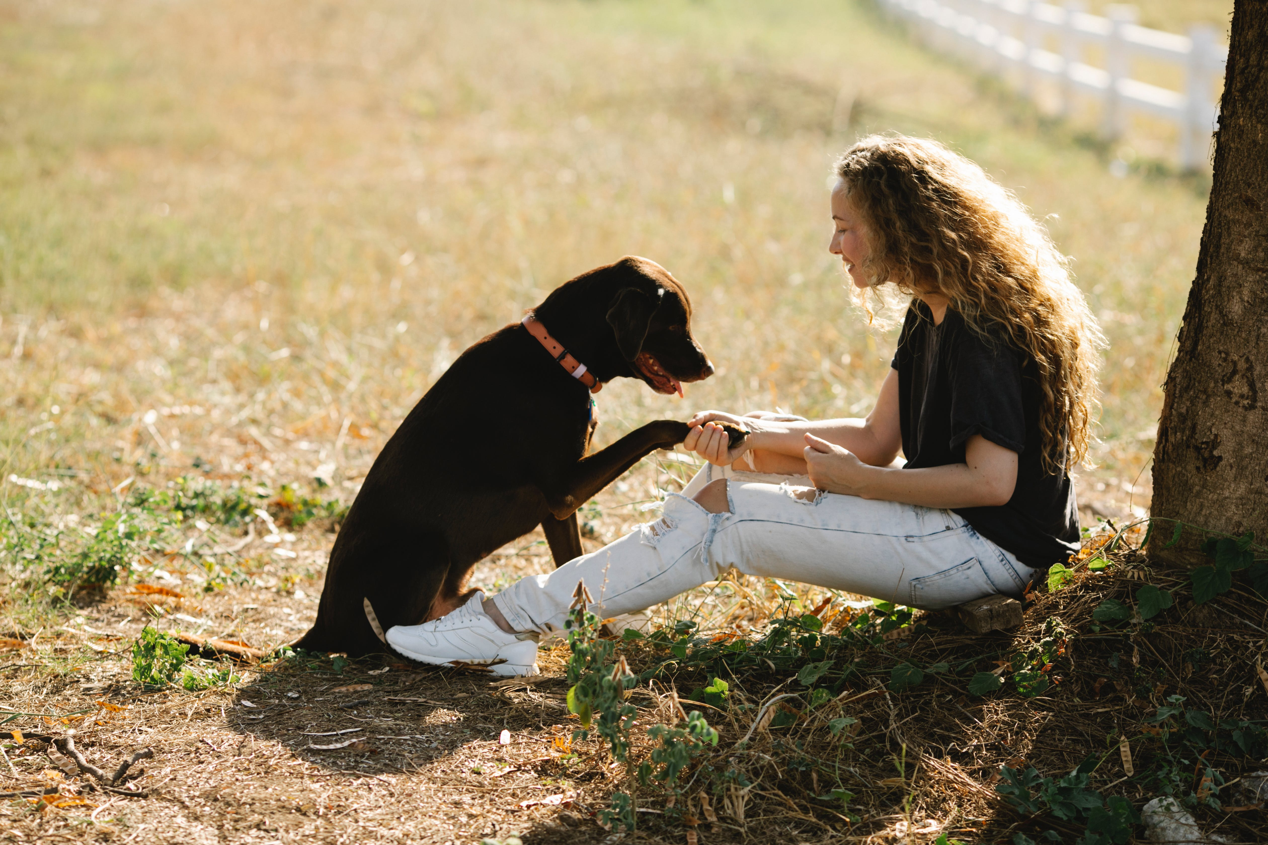 Labrador Puppy Care and Training