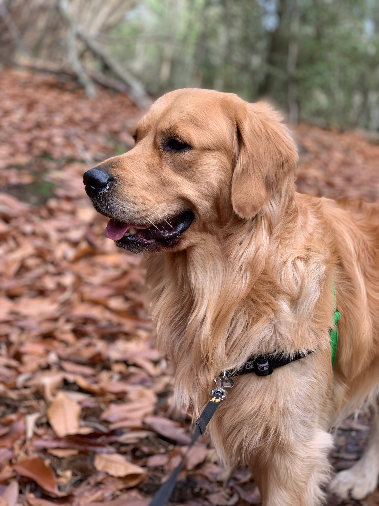 Golden Retriever Puppy Care and Training