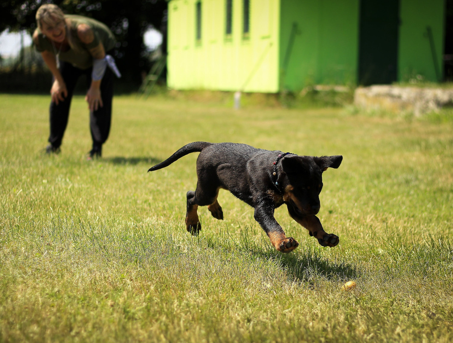 Puppy Training Courses