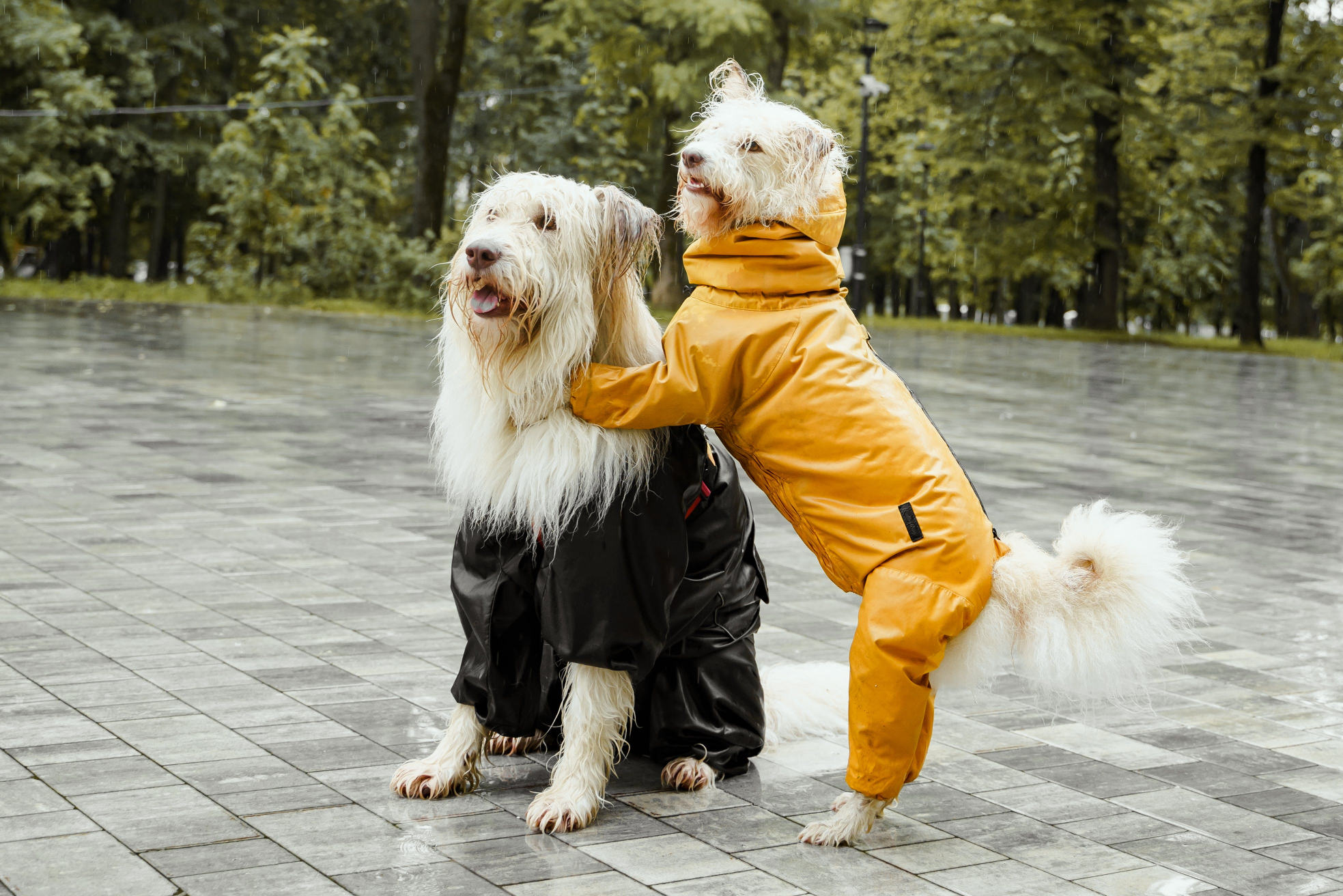 Puppy training Glasgow