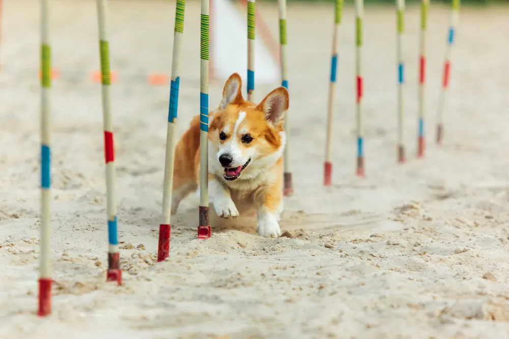 Puppy training Belfast