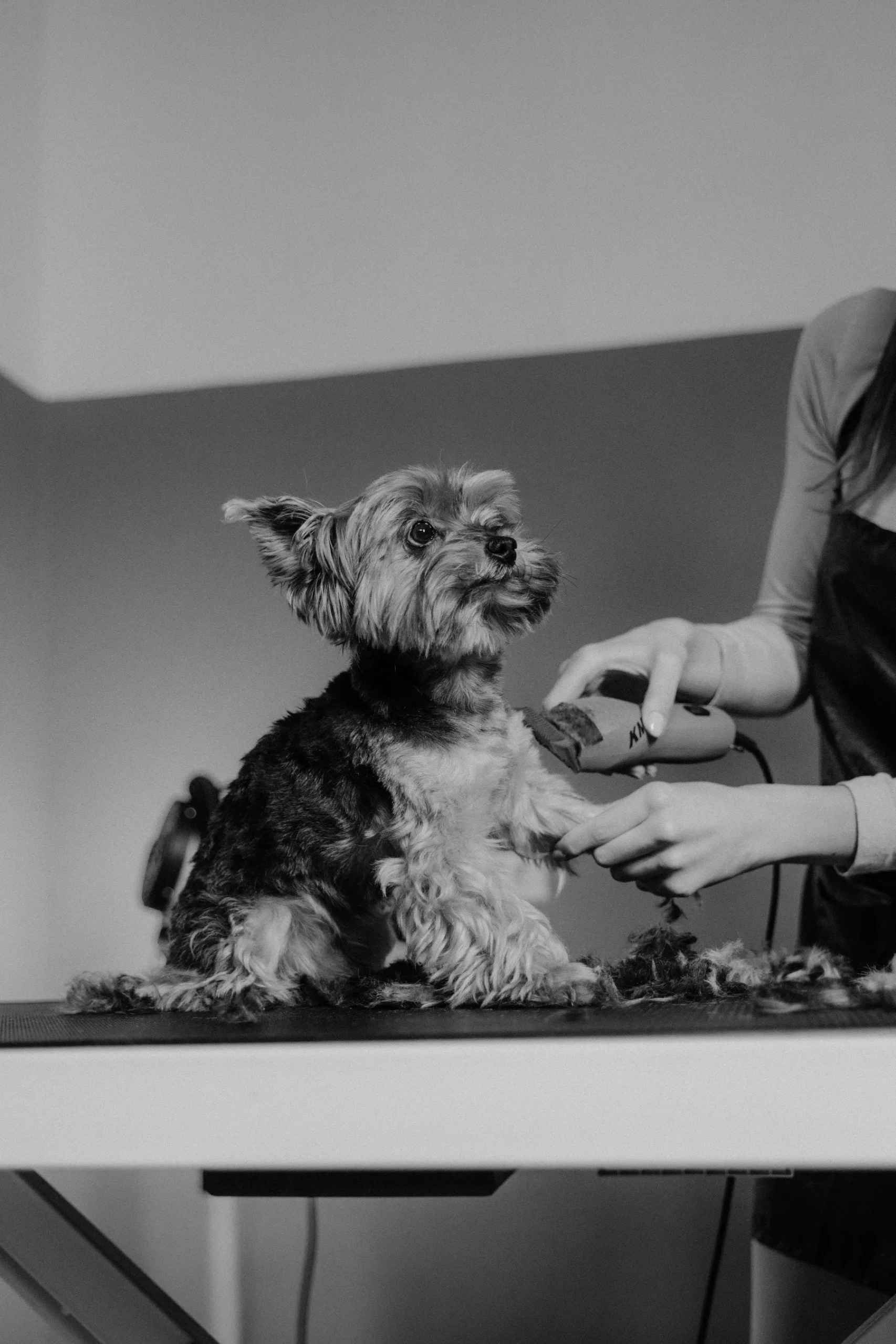 Dog Grooming Salons