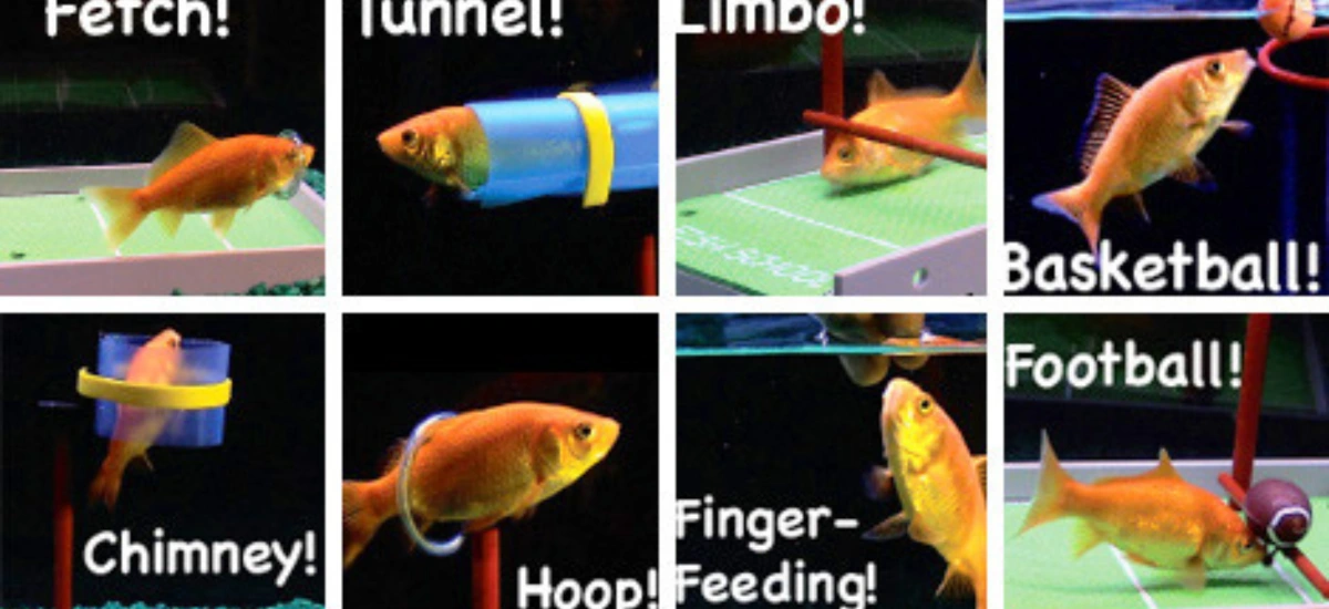 Goldfish Training Games