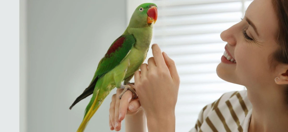 Parrot Socialization Training