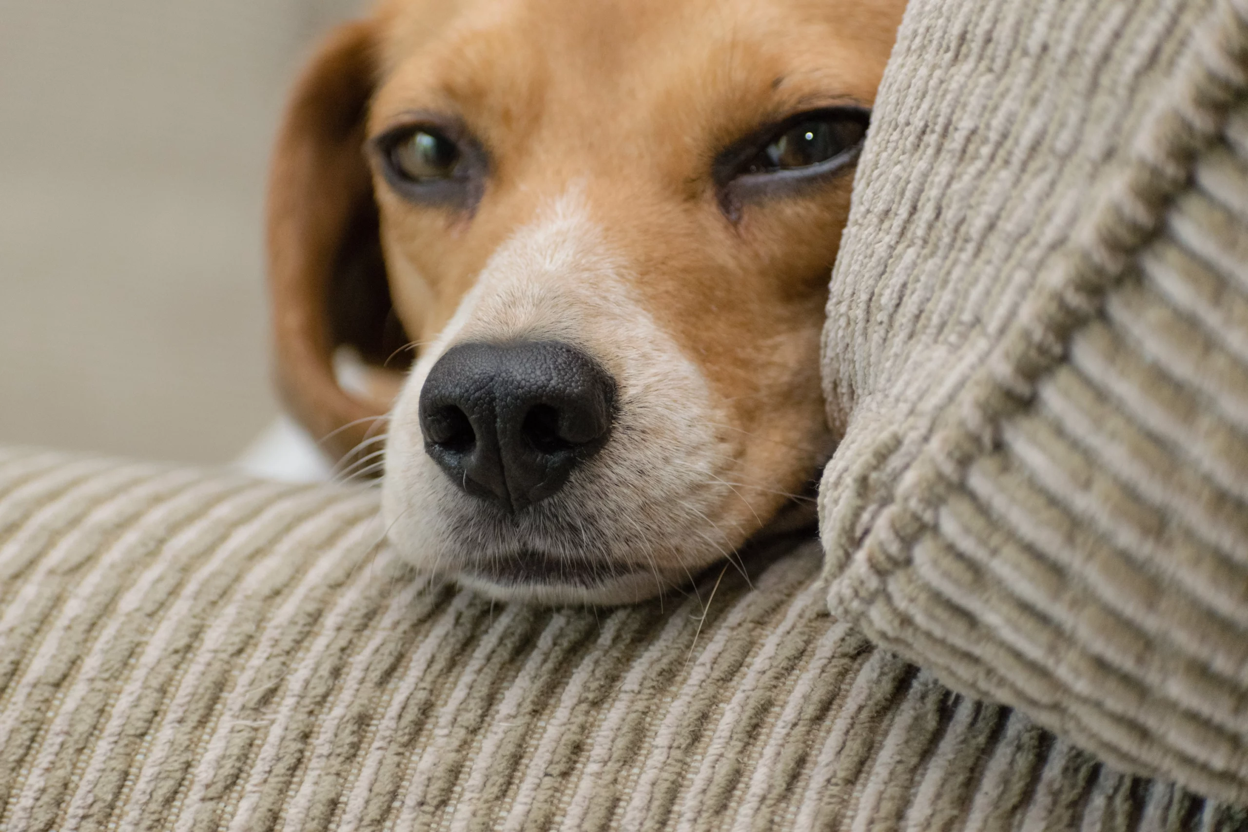 Pets at Home Gloucester