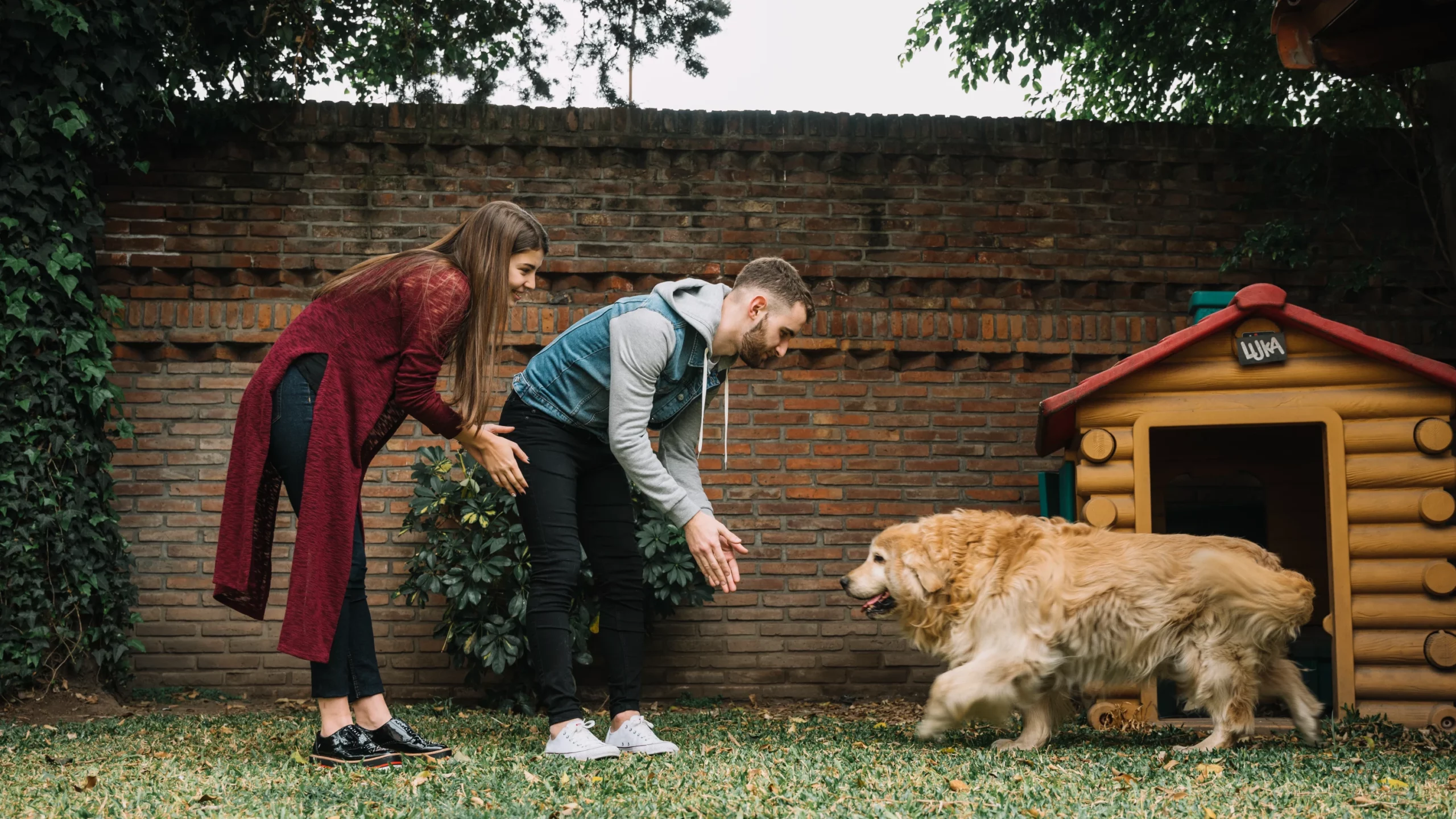 Teaching Tricks to Senior Dogs