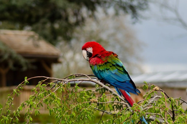 Teaching Parrots to Speak Vocal Training